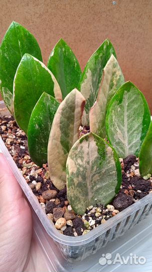 Замиокулькас Whipped cream (Взбитые сливки)