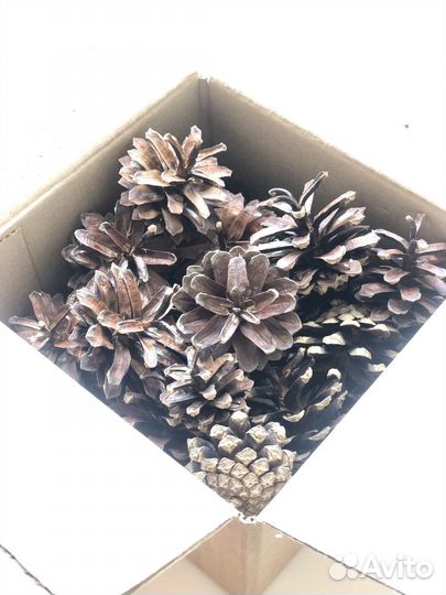 Шишки сосновые