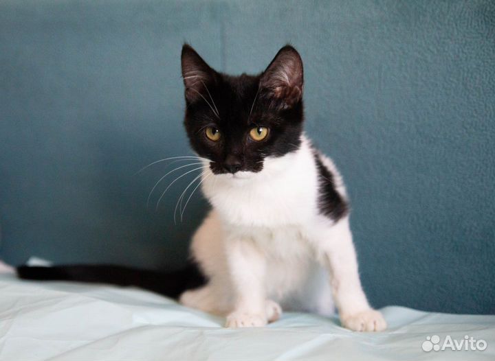 Котенок Мэри