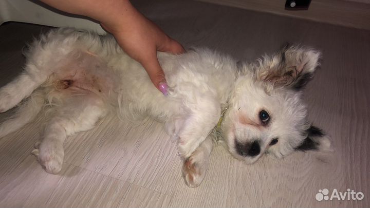 Щенки бишон фризе