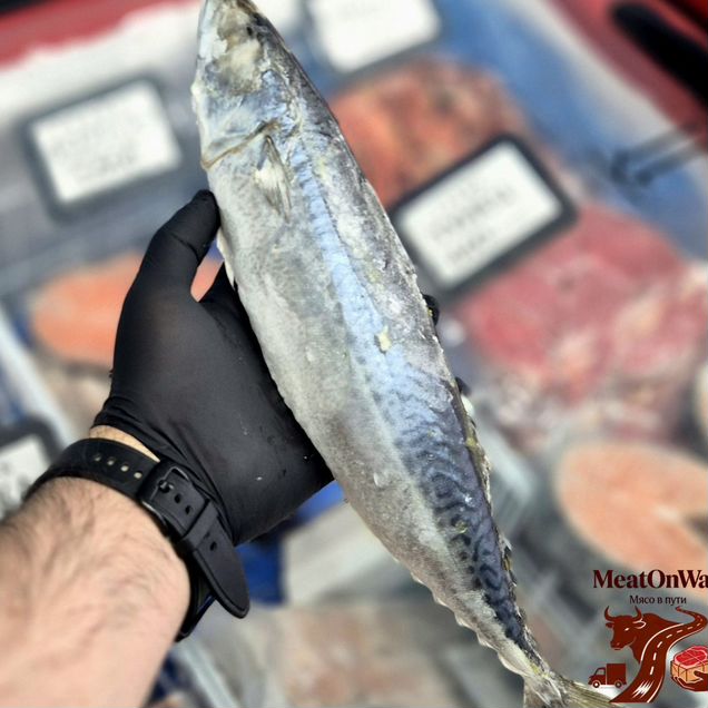 Крупная Скумбрия Макрель 400-600гр, Свежемороженая