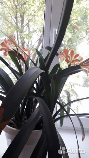 Комнатные цветы