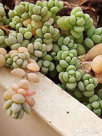 Редкие виды суккулентов