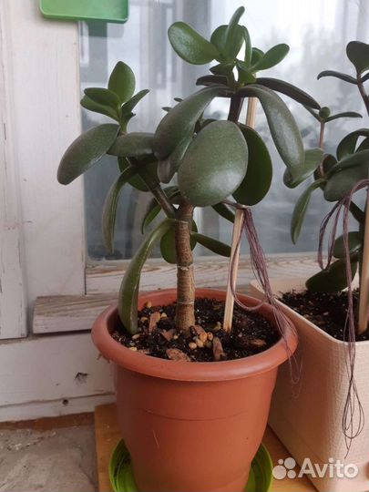 Денежное, Юкка, эсхинантус, манки