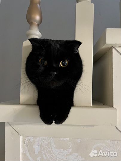 Вязка случка кот шотландский