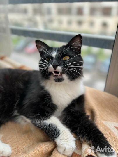 Красивый кот в добрые руки