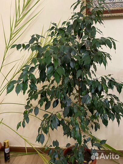 Комнатные цветы