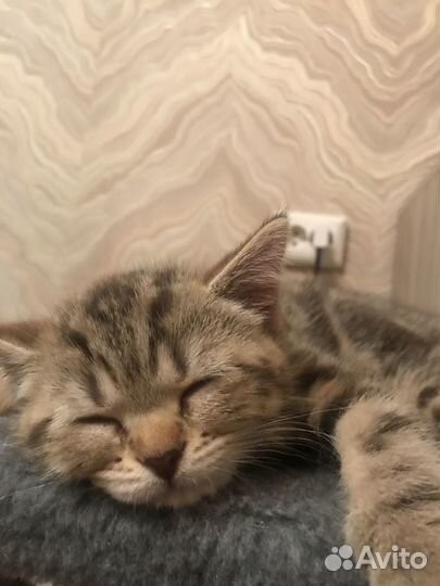 Шотландские котята