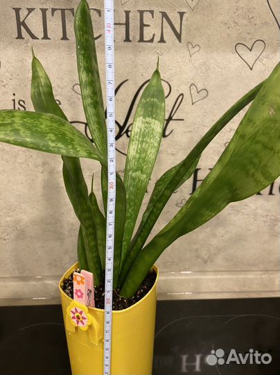 Комнатные цветы в наличии