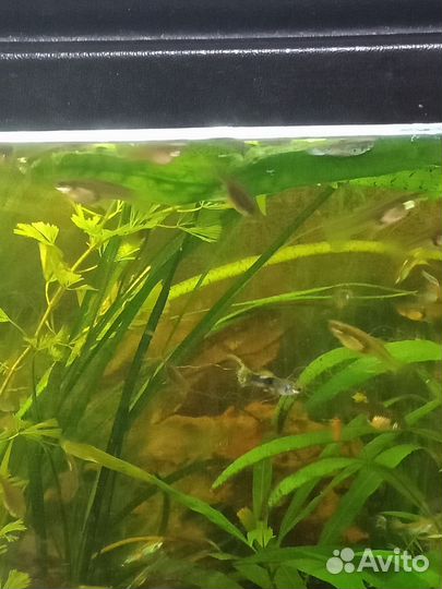 Рыбки гуппи