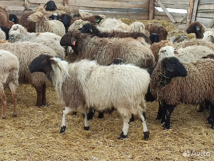 Овцы бараны ягнята