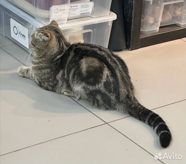 Шотландская вислоухая кошка