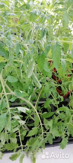 Рассада томатов и перцев. Семенной картофель