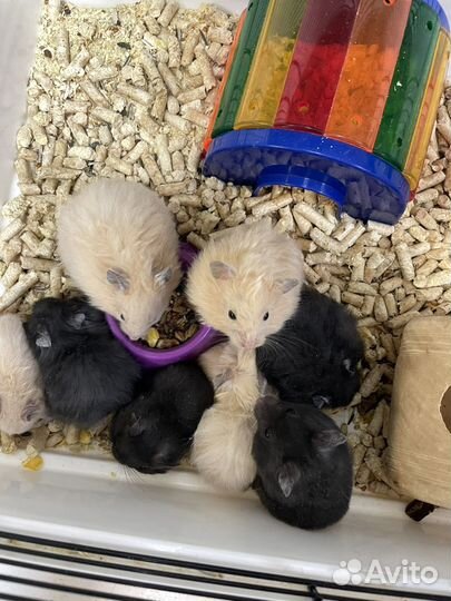 Сирийский хомяк