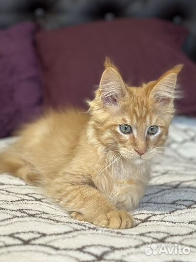 Котята мейн-кун
