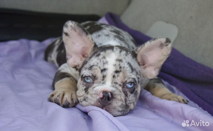 Французский бульдог