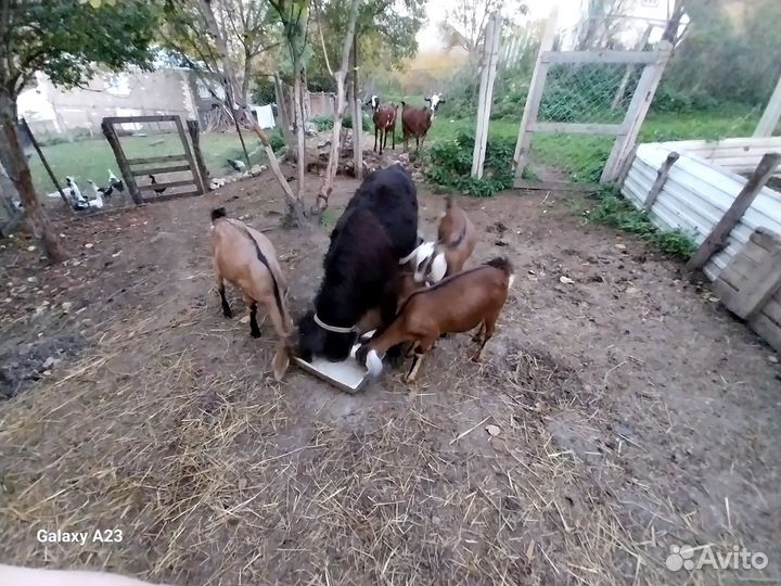 Нубийские козы