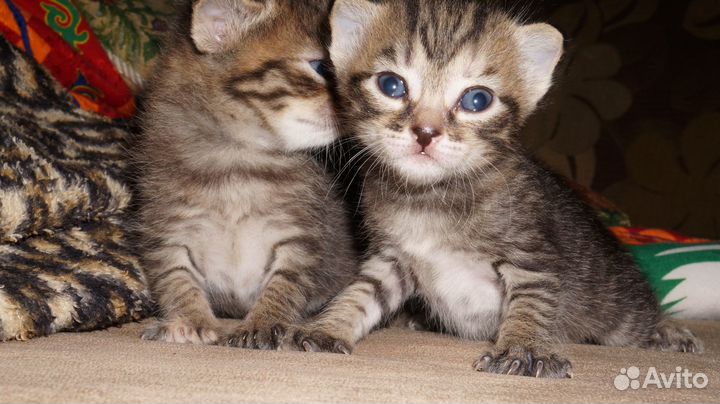 Котята в добрые руки даром