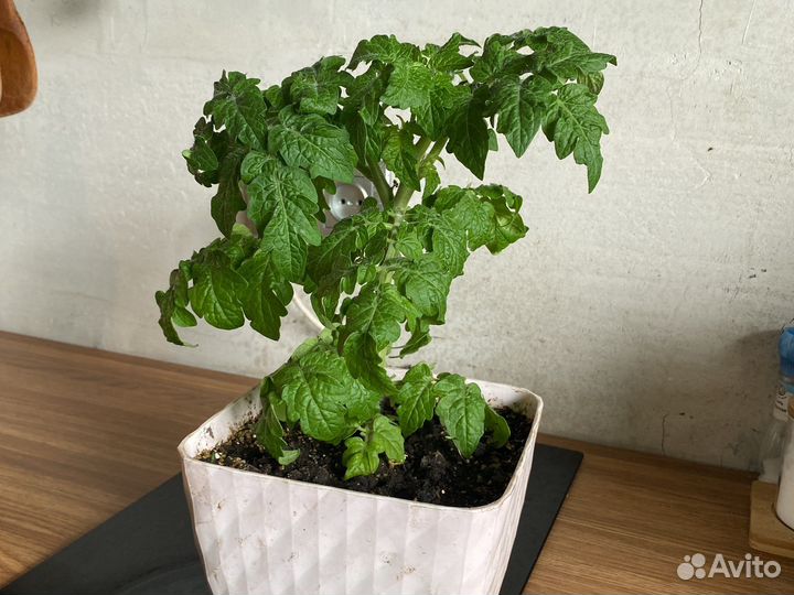 Рассада балконных помидор