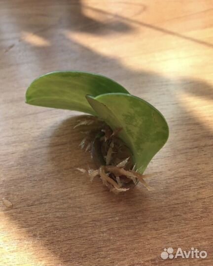 Педилантрус, пеперомия