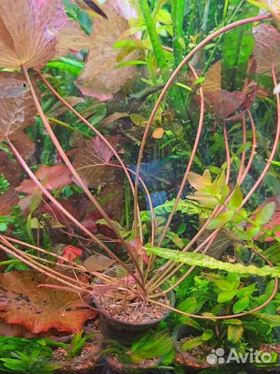 Нимфея красная