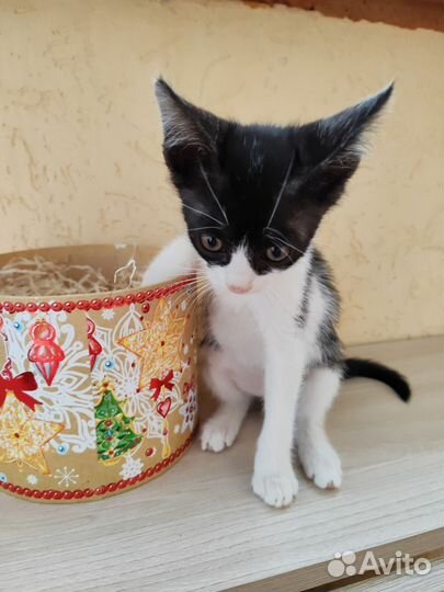 Суперский котёнок