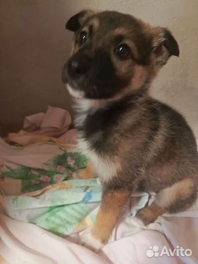 Щенок девочка в добрые руки