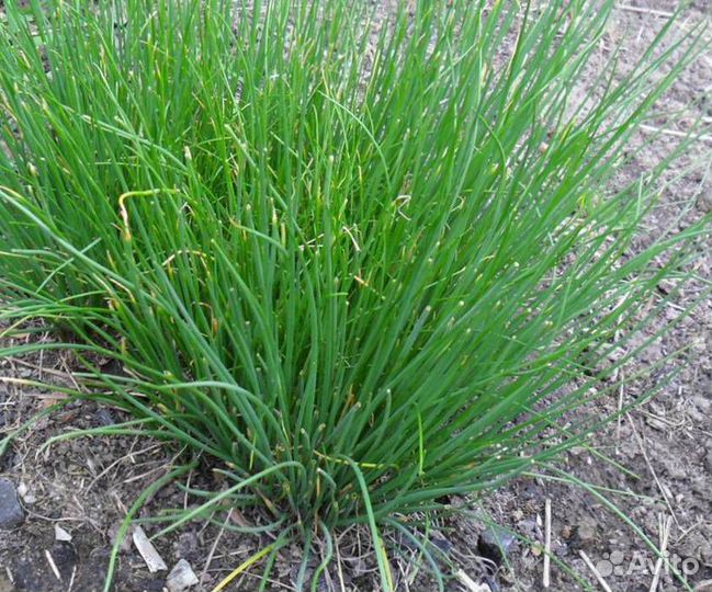 Лук многолетний