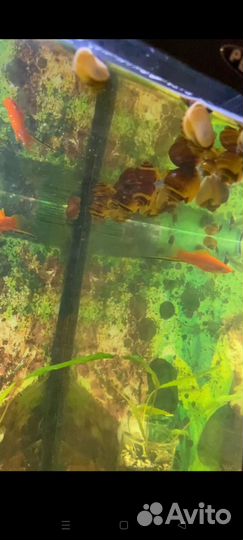 Улитки ампулярии