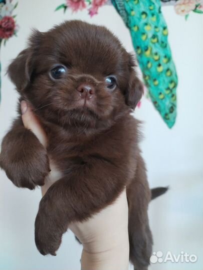 Чихуахуа Ириска