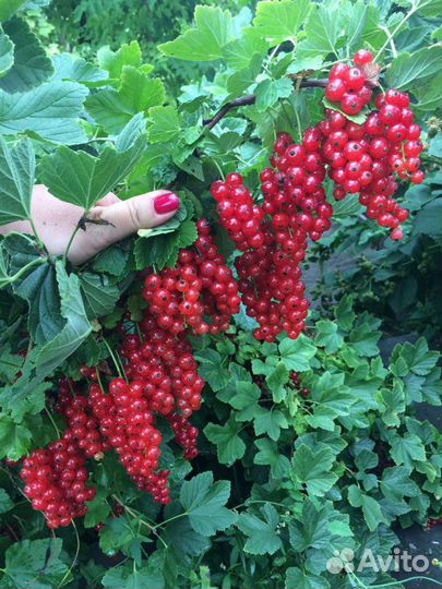 Саженцы красной смородины