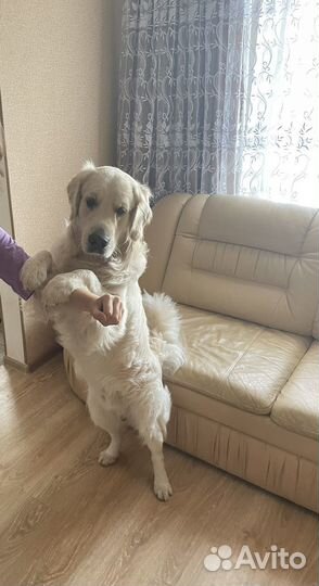 Собака