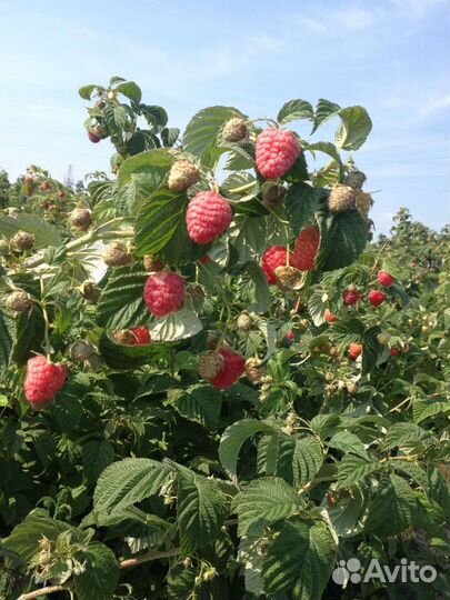 Саженцы малины, крыжовника