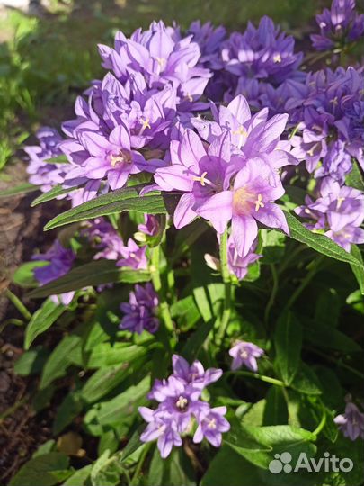 Многолетники садовые обменяю на луковичные и др