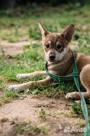 Щенок-девочка