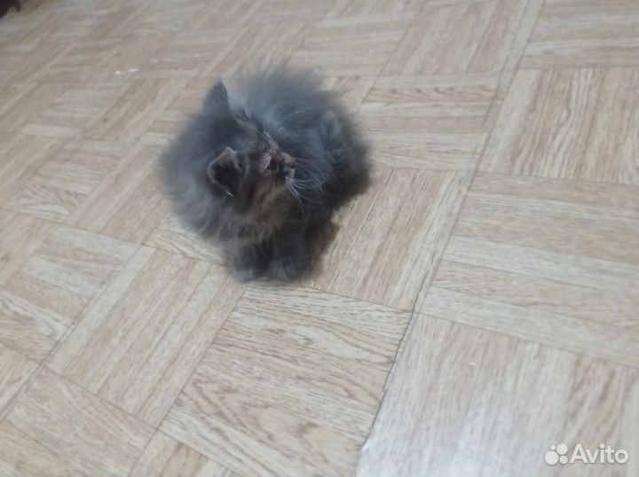 Отдам котят с подарком