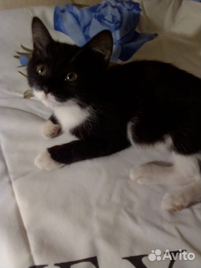 Котенок 2.5 мес девочка