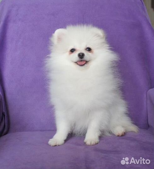 Шпиц девочки