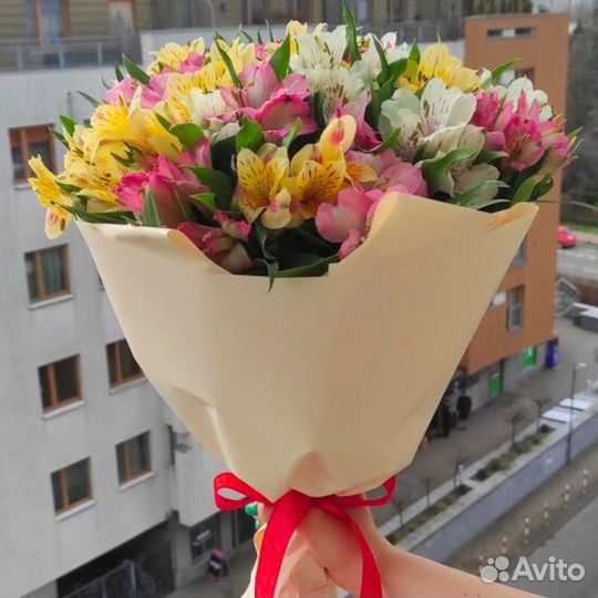 Свежие Альстромерии. Доставка/Самовывоз