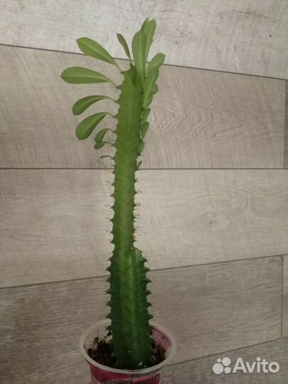 Кливия, молочай трехгранный, диффенбахия