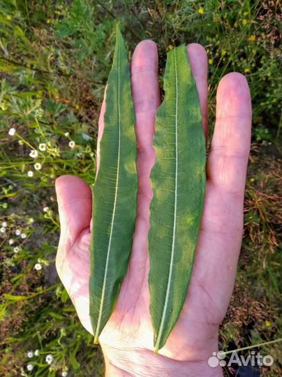 Иван чай Полесье в Брянске