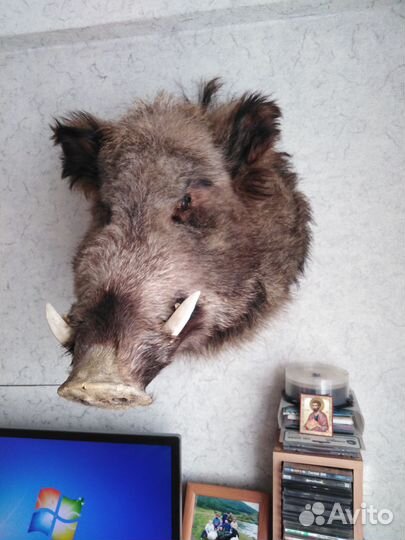 Чучело кабана