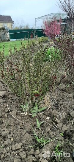 Барбарис тунберга