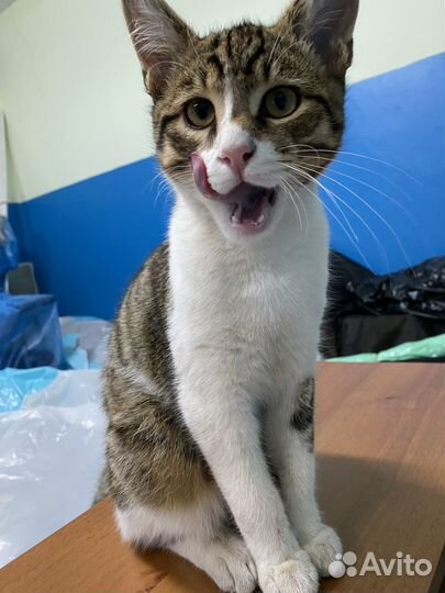 Котик в добрые руки
