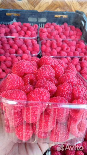 Саженцы малина палана