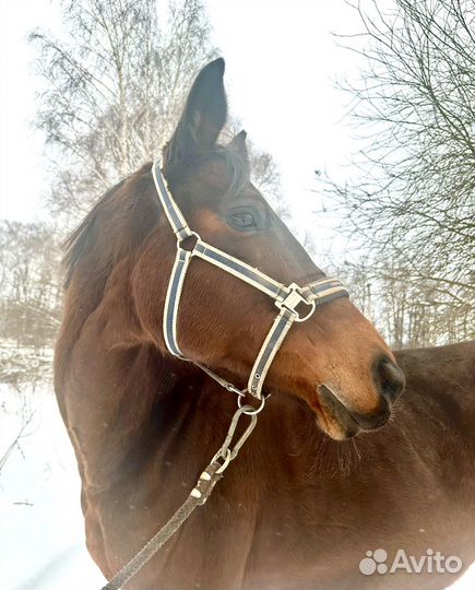 Тракененская кобыла в спорт, разведение