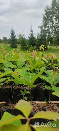 Саженцы дуба красного