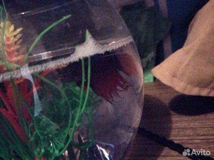 Рыба петушок