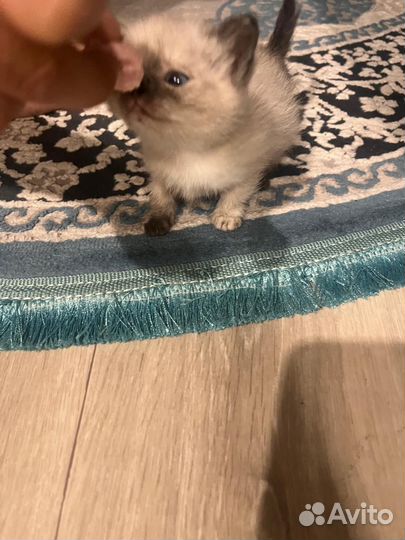 Котята в добрые руки бесплатно