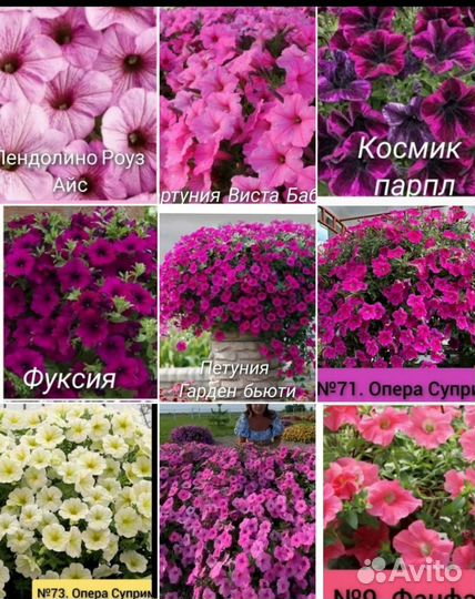 Цветы петунии